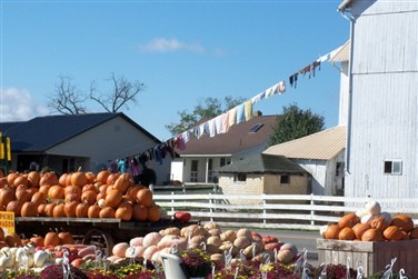 Amish Harvest