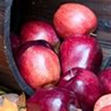 Franklin Apple Festival
