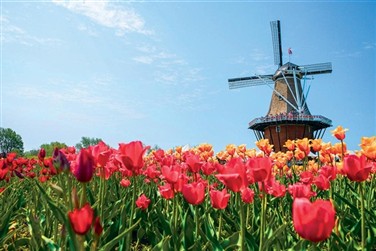 Tulip Festival in Holland Michigan