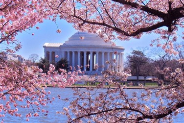 Washington Cherry Blossoms in DC