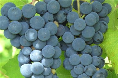 Wine, Dine, and Singo Time!